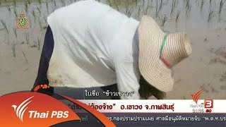 นักข่าวพลเมือง : "ดำนาไม่ต้องจ้าง" อ.เขาวง จ.กาฬสินธุ์