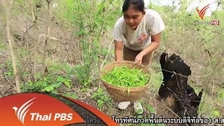 ผักแซ่ว