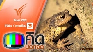อังกฤษปิดถนน 2 สัปดาห์ให้คางคกอพยพ