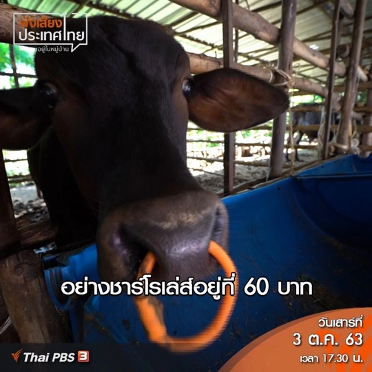 เนื้อวากิว จ.สุรินทร์ เกิดจากการเรียนรู้ศึกษาจนเป็นที่ยอมรับ