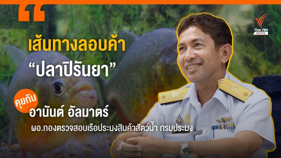 เส้นทางลอบค้า "ปลาปิรันยา" ปีนี้รวบ 2 คดี เพาะปล่อยขายออนไลน์