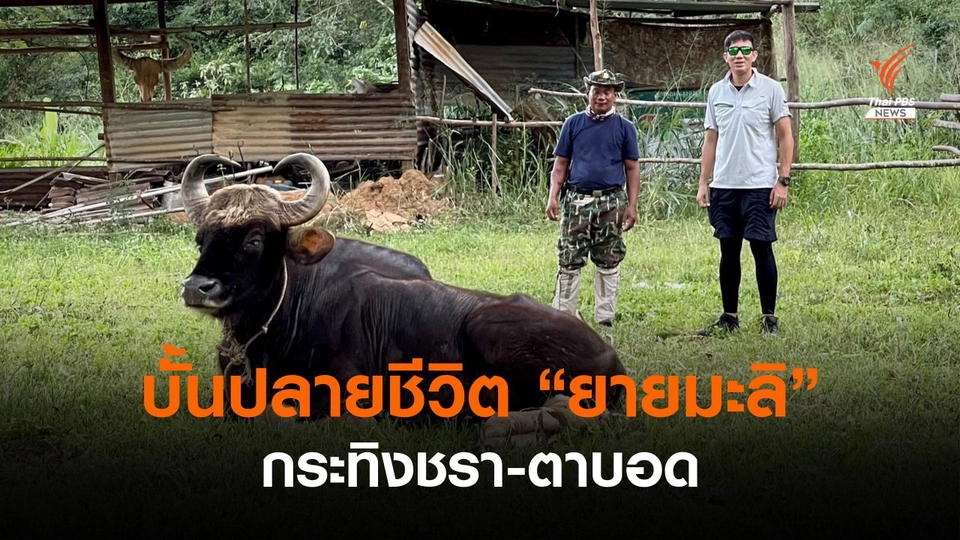 บั้นปลายชีวิตที่ผากระดาษ "ยายมะลิ" กระทิงชรา-ตาบอด