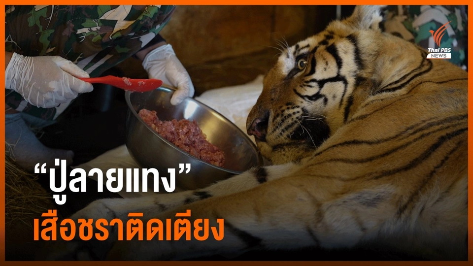 "ปู่ลายแทง" เสือชราติดเตียง