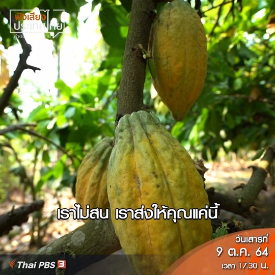 คลิปออนไลน์ : ปลูกโกโก้ทำให้มีรายได้ทุกเดือน หยุดปลูกข้าวโพด หยุดเขาหัวโล้น