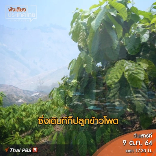 คลิปออนไลน์ : รายได้ที่เพิ่มขึ้นทำให้ชาวบ้านบนพื้นที่สูง เปลี่ยนจากปลูกข้าวโพดมาเป็นโกโก้