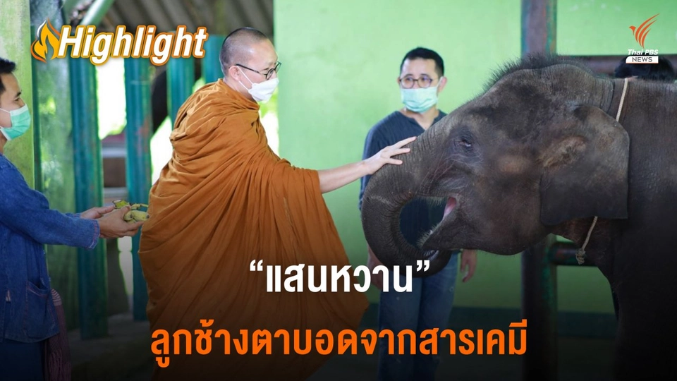 เรื่องราวของ "แสนหวาน" ลูกช้างตาบอดจากสารเคมี