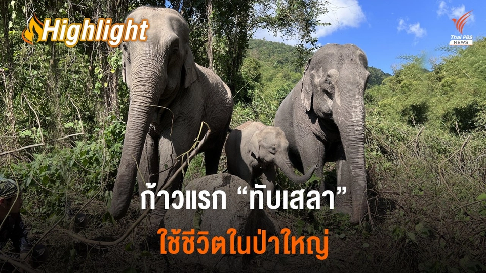 ก้าวแรก ลูกช้าง “ทับเสลา” ใช้ชีวิตในป่าใหญ่