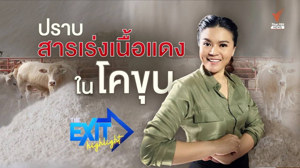 ปราบสารเร่งเนื้อแดงในโคขุน | TheEXIT Highlight EP.21