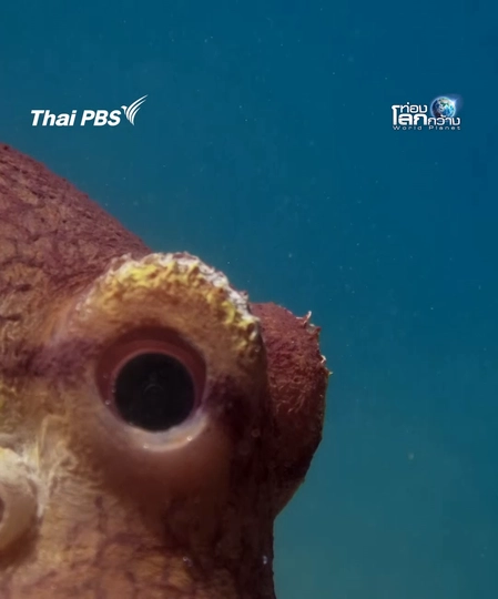 มองมุมไหนก็เนียน