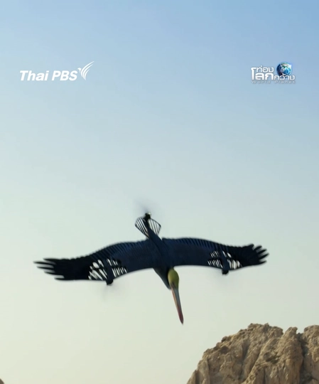 พี่สายลับ พี่จะลงน้ำมาทำไม|ท่องโลกกว้าง