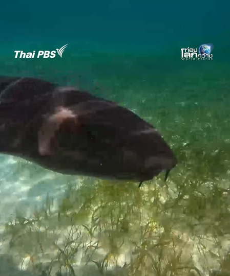 เฮ้ เพื่อน นายดูแปลก ๆ นะ | ท่องโลกกว้าง