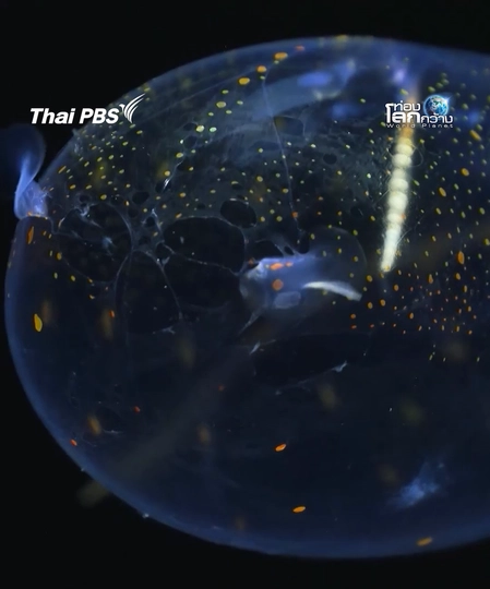 โปร่งใส จริงใจ ไม่เชื่อมองตาฉันสิ | ท่องโลกกว้าง