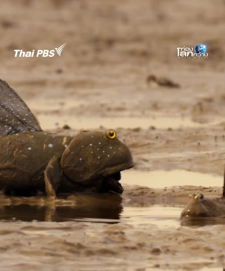 ไอ้หนุ่มนั่น มันดีกว่าฉันตรงไหน | ท่องโลกกว้าง 