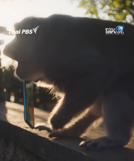 เป็นลิงยุคนี้ เขาไม่ขโมยอาหารกันแล้ว | ท่องโลกกว้าง