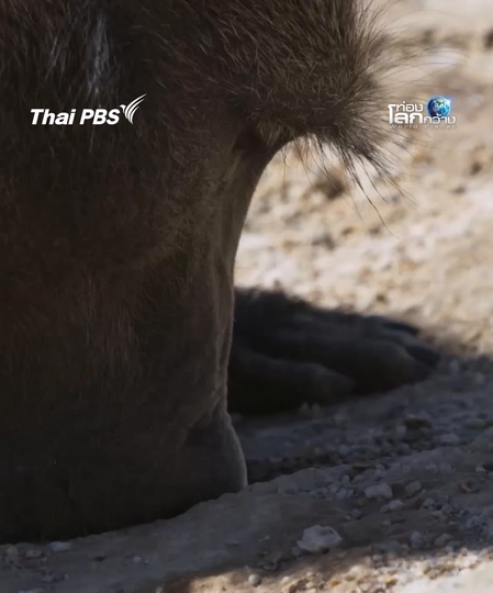 แค่นี้ก็ชื่นใจ แอ่งน้ำเล็ก ๆ  ของลิงบาบูน | ท่องโลกกว้าง
