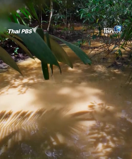 ชีวิตสุดท้าทายของลูกอ๊อดกบต้นไม้  | ท่องโลกกว้าง