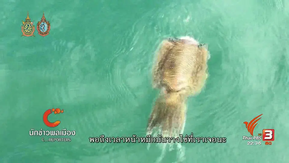นักข่าวพลเมือง : ชุมชนชาวประมงพื้นบ้านที่จังหวัดเพชรบุรีช่วยกันเพาะขยายพันธุ์สัตว์ทะเล