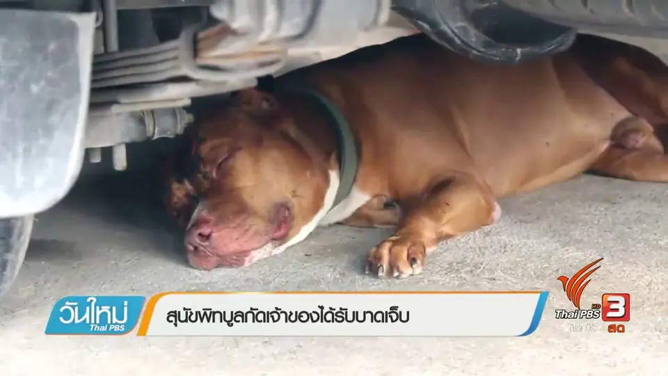 สุนัขพิบูลกัดเจ้าของได้รับบาดเจ็บ