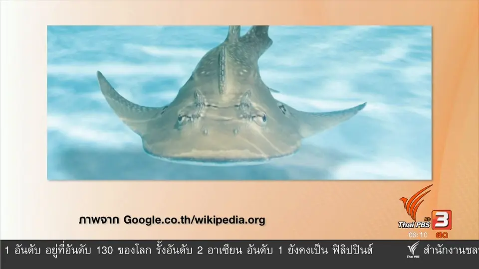 ฉลามโรนินวางขายตลาตเพราะไม่มีกฎหมายคุ้มครอง
