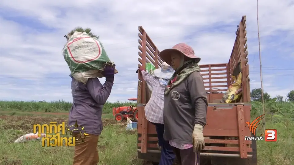 จุฑามาศ พาตะลุย : เมนูพื้นบ้านจาก "เผือก"