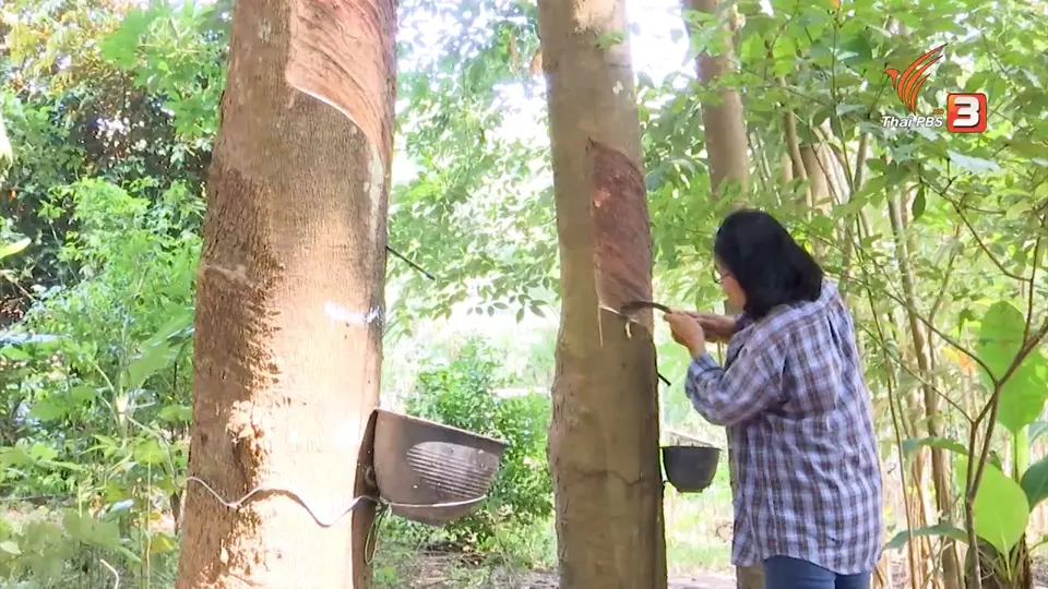 เบื้องหลังราคายางตกต่ำ กลไกตลาดหรือ ทุบราคา