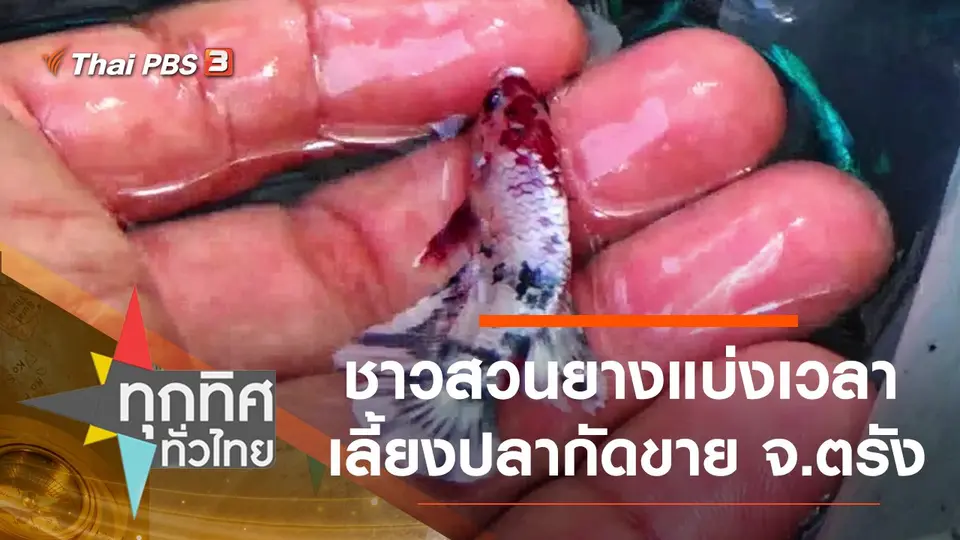 ชาวสวนยางแบ่งเวลาเลี้ยงปลากัดขาย จ.ตรัง