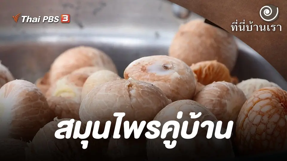 สมุนไพรคู่บ้าน