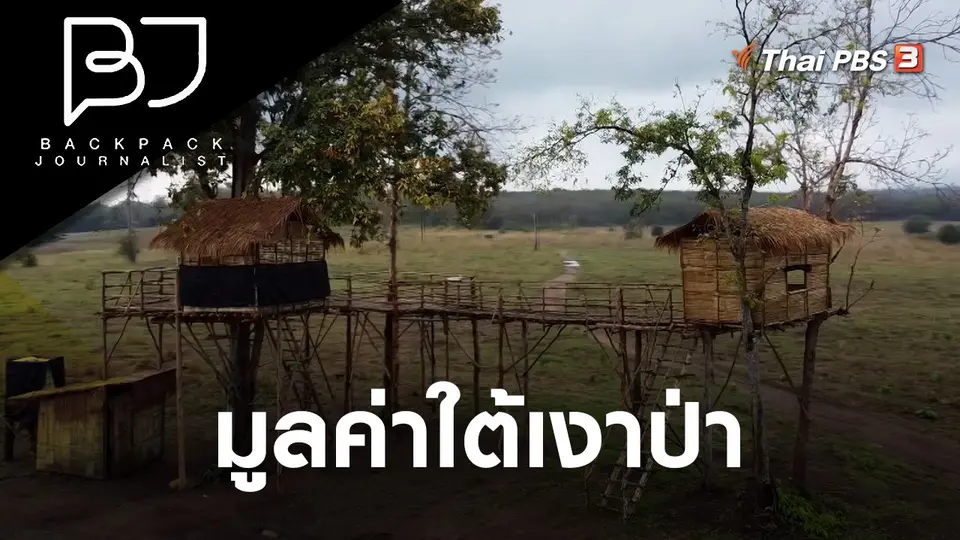 มูลค่าใต้เงาป่า