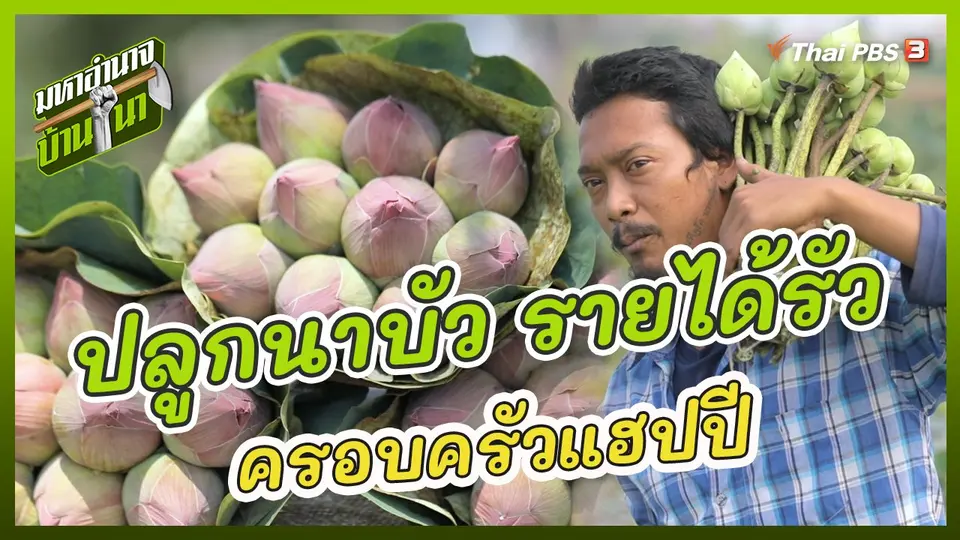 ปลูกนาบัว รายได้รัว ครอบครัวแฮปปี