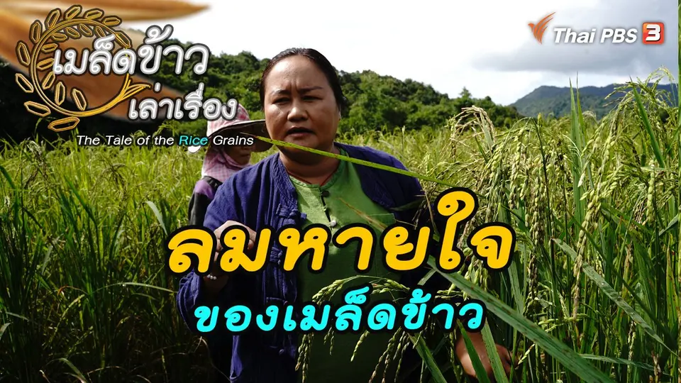 เมล็ดข้าวเล่าเรื่อง