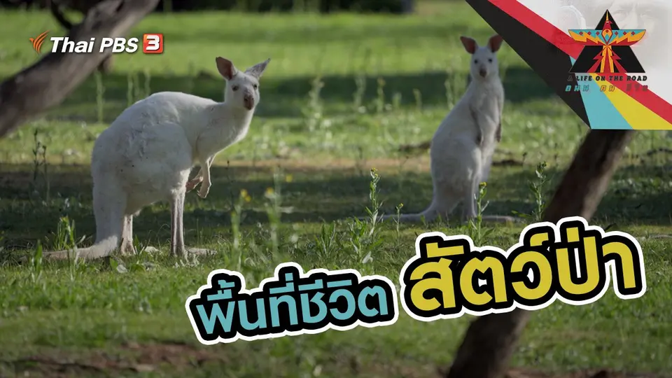 พื้นที่ชีวิตสัตว์ป่า