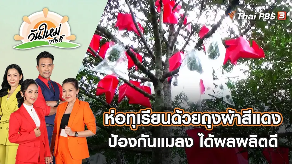 ห่อทุเรียนด้วยถุงผ้าสีแดง ป้องกันแมลงและได้ผลผลิตดี | วันใหม่วาไรตี้ | 24 พ.ค. 65