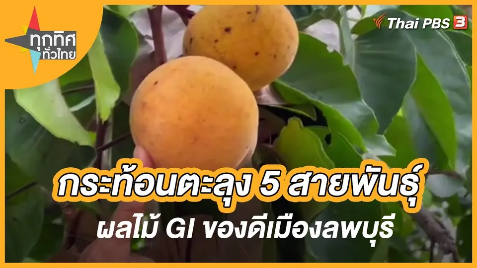 กระท้อนตะลุง 5 สายพันธุ์​ ผลไม้ GI ของดีเมืองลพบุรี
