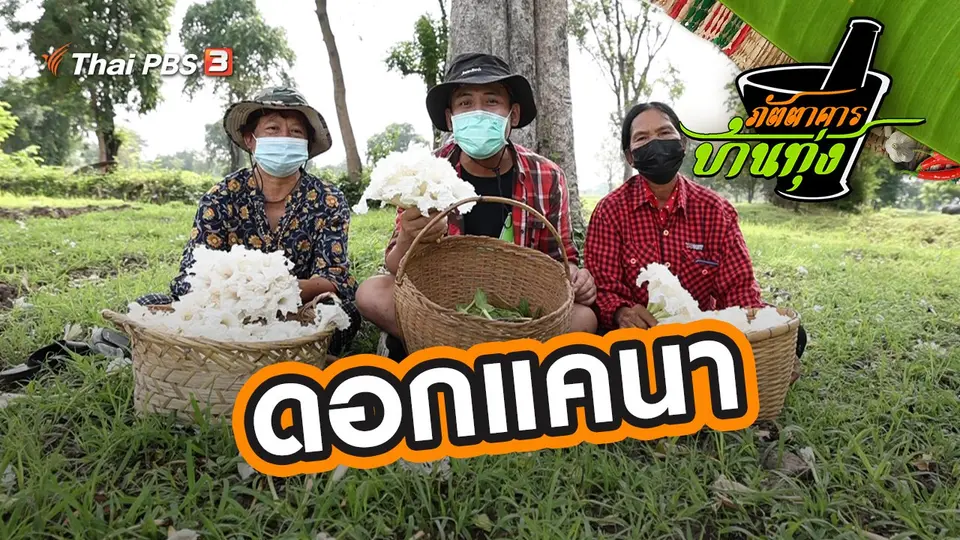 ดอกแคนา