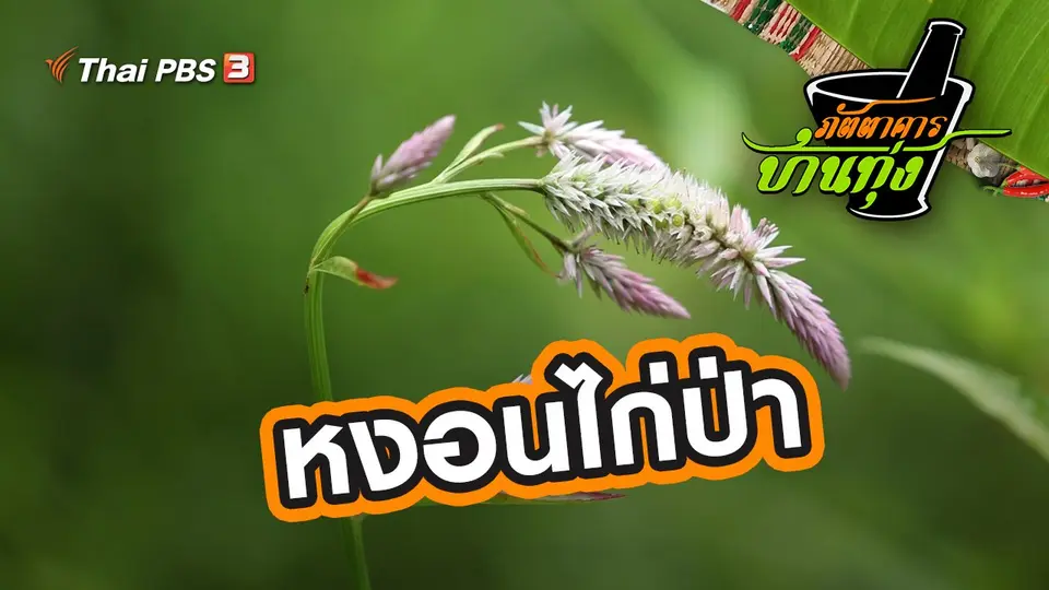หงอนไก่ป่า