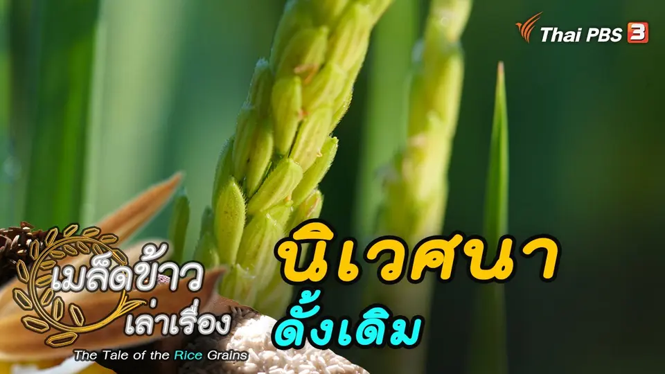 เมล็ดข้าวเล่าเรื่อง