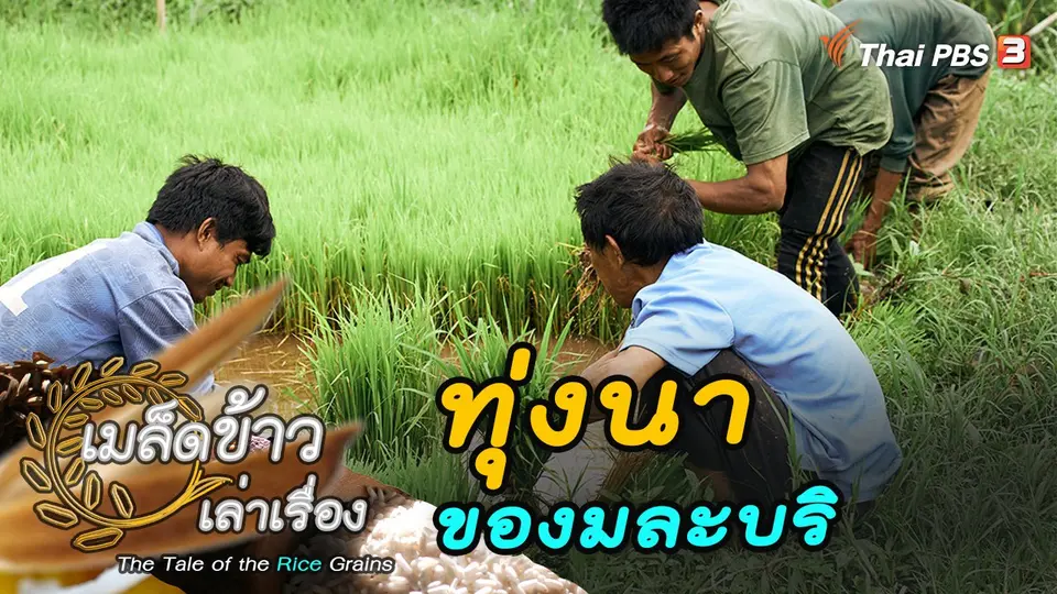 เมล็ดข้าวเล่าเรื่อง