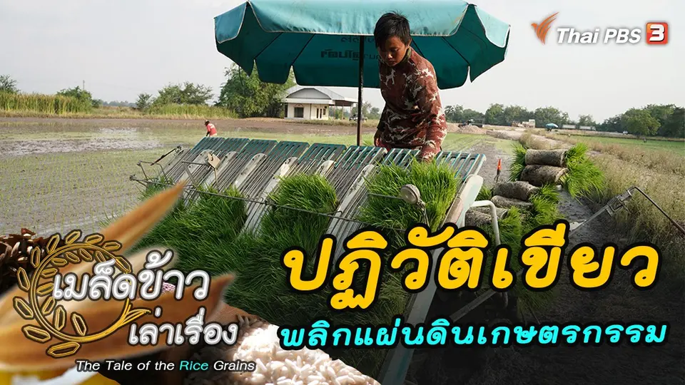 เมล็ดข้าวเล่าเรื่อง