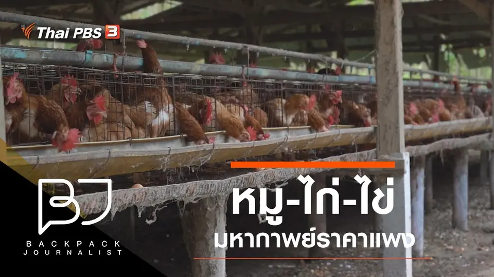 หมู-ไก่-ไข่ มหากาพย์ราคาแพง