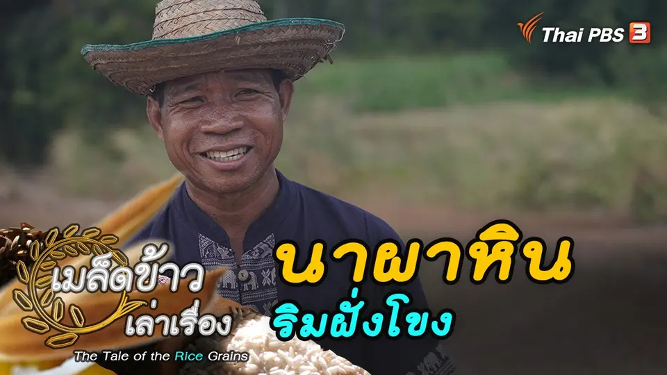 เมล็ดข้าวเล่าเรื่อง