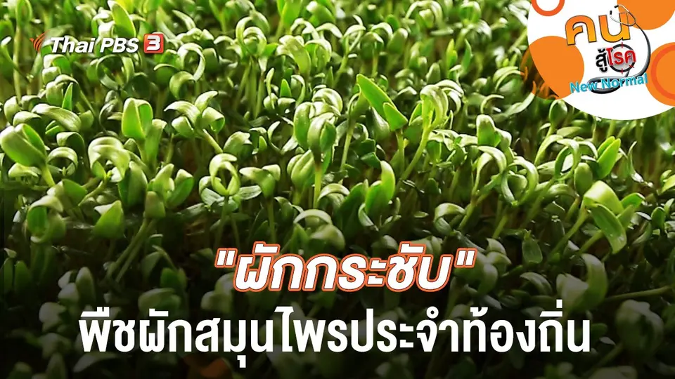 "ผักกระชับ" พืชผักสมุนไพรประจำท้องถิ่น