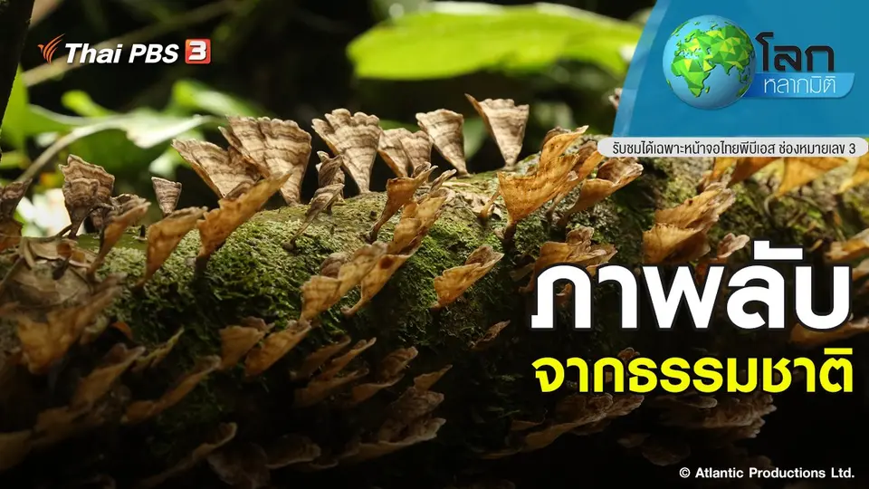 โลกหลากมิติ