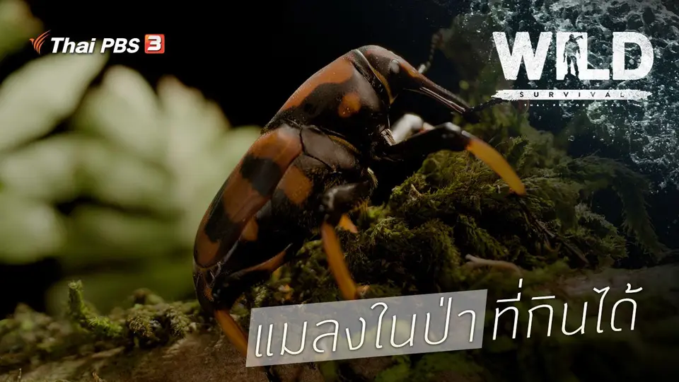 แมลงในป่าที่กินได้