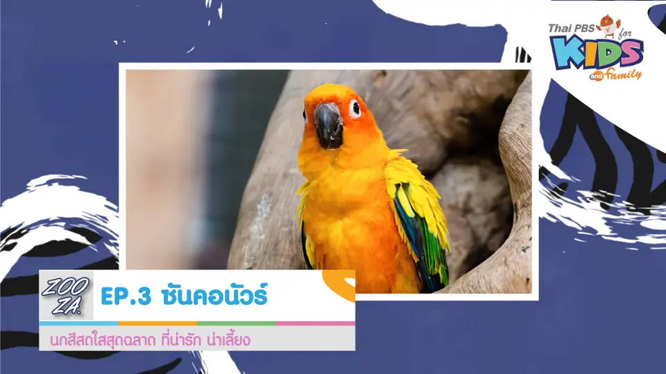 นกซันคอนัวร์
