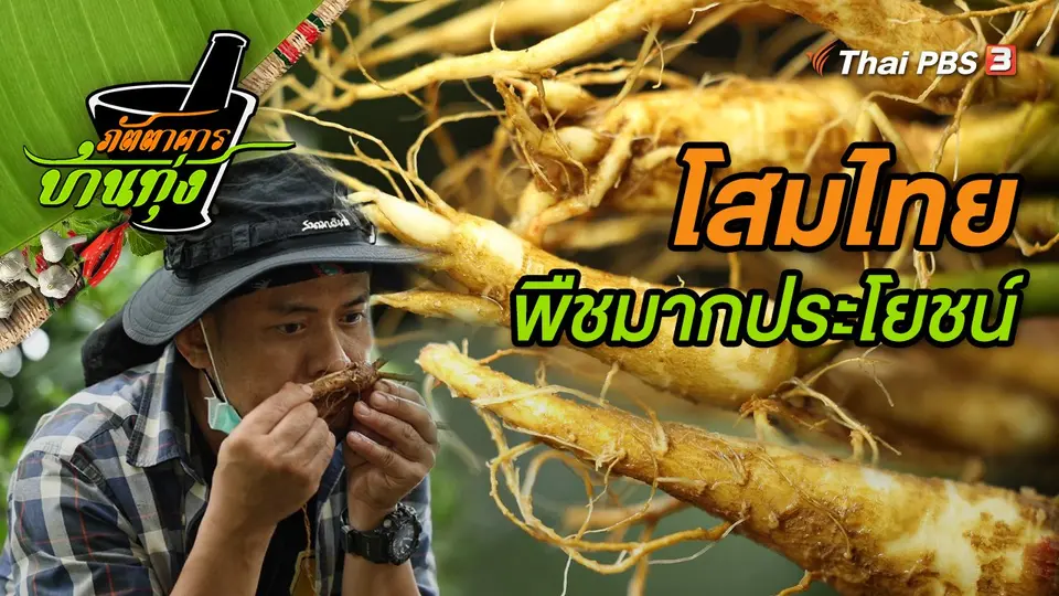 โสมไทย