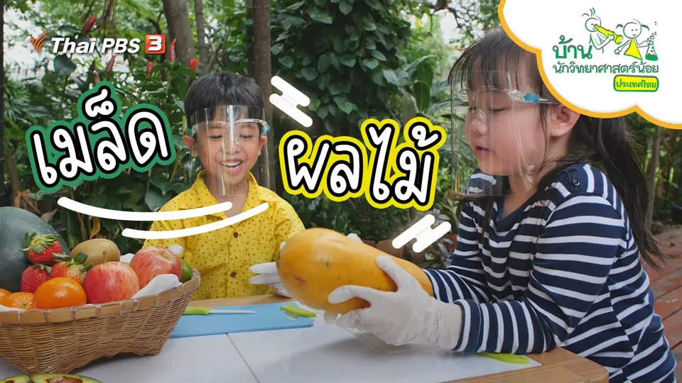 เมล็ดผลไม้
