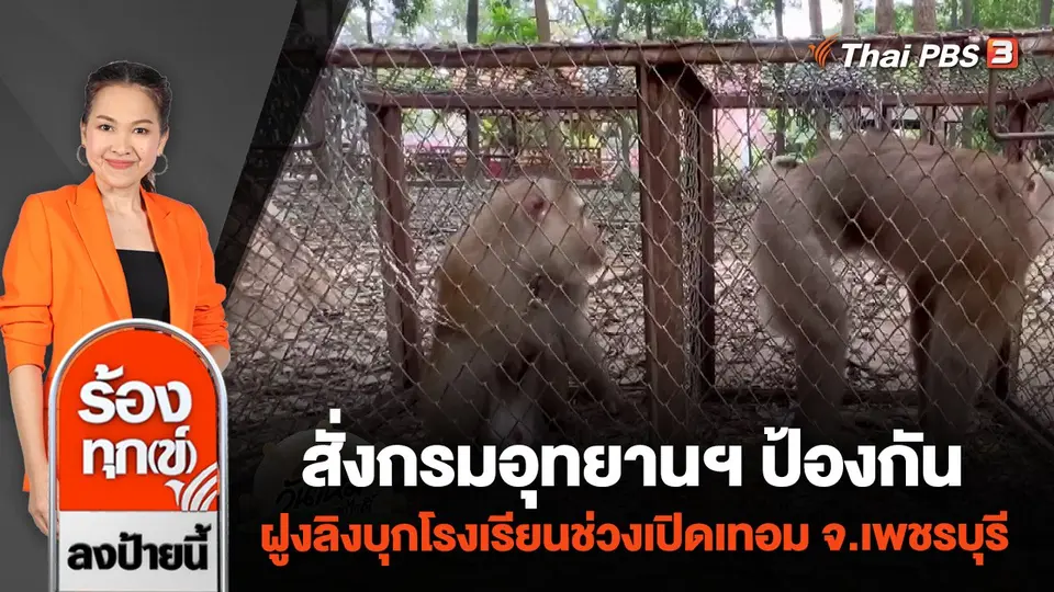 สั่งกรมอุทยานฯ ป้องกันฝูงลิงบุกโรงเรียนช่วงเปิดเทอม จ.เพชรบุรี