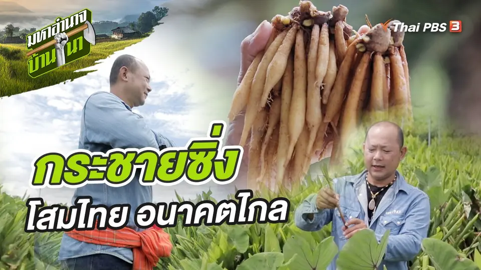 กระชายซิ่ง โสมไทย อนาคตไกล