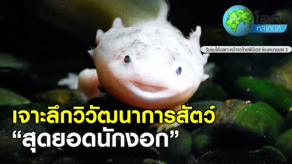 โลกหลากมิติ