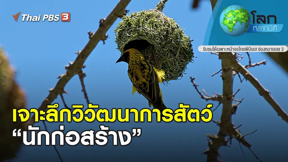 โลกหลากมิติ